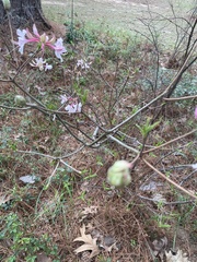 Rhododendron canescens