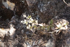Rhododendron rubropilosum