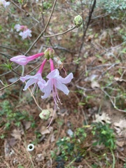 Rhododendron canescens