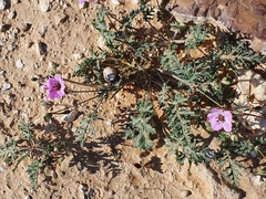 Erodium crassifolium