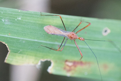 Ricolla quadrispinosa