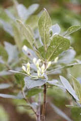 Bowkeria verticillata