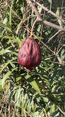 Magnoliopsida