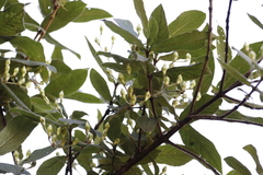 Bowkeria verticillata