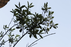 Bowkeria verticillata