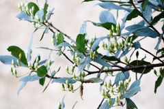 Bowkeria verticillata