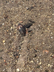 Anodontites trapesialis