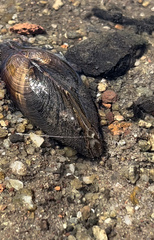 Anodontites trapesialis