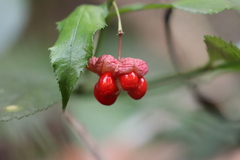 Euonymus laxiflorus
