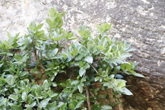 Ficus ingens