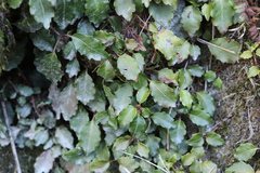 Hydrangea integrifolia