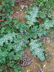 Silybum marianum