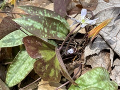 Hepatica