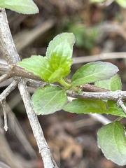Ageratina havanensis