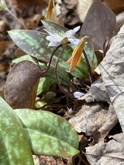 Hepatica