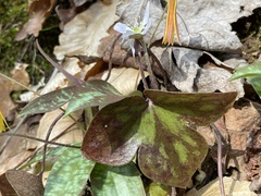 Hepatica