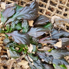 Ajuga reptans