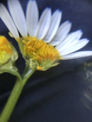 Anthemis arvensis