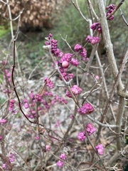 Symphoricarpos orbiculatus
