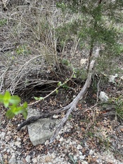 Ageratina havanensis