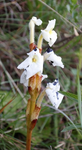 Image of Harveya speciosa by (c) Tony Rebelo, some rights reserved (CC BY-SA)