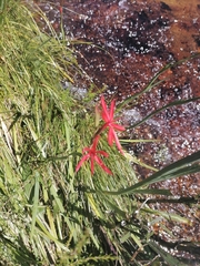 Hesperantha coccinea