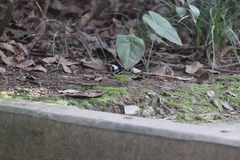 Periparus venustulus