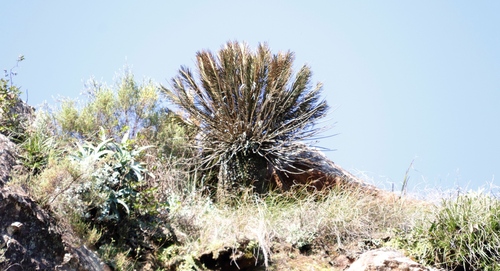 Image of Encephalartos ghellinckii by (c) Tony Rebelo, some rights reserved (CC BY-SA)