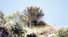 Encephalartos ghellinckii