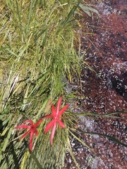 Hesperantha coccinea