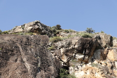 Encephalartos ghellinckii