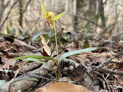 Erythronium