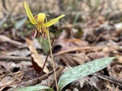 Erythronium