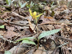 Erythronium