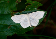 Scopula limboundata