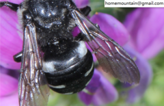 Ammobatoides radoszkowskii