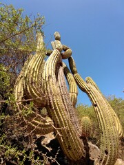 Trichocereus terscheckii