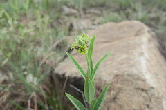 Raphionacme galpinii