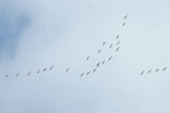 Cygnus columbianus