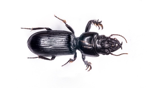 Scarites terricola