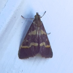 Pyrausta tyralis