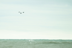 Melanitta perspicillata