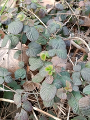 Rubus