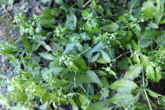 Mercurialis leiocarpa