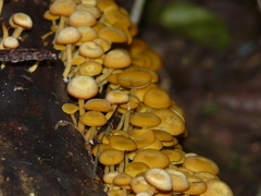 Tricholomopsis aurea