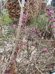 Symphoricarpos orbiculatus