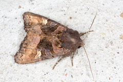 Euplexia lucipara