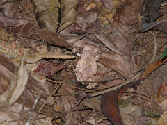 Physalaemus signifer