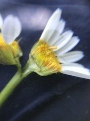 Anthemis arvensis