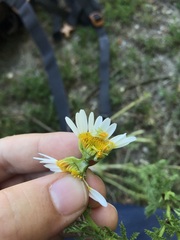 Anthemis arvensis